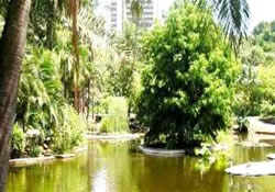 Botanic Gardens, Brisbane