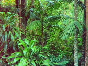 Forest Park Brisbane