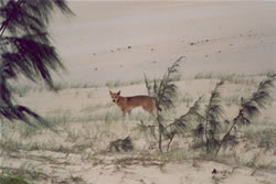 Dingo on Fraser Island