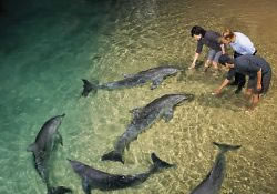 Feeding the dolphins at Tangalooma