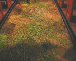 Rushes on the floor