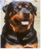 rott