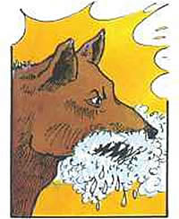 Rabid dog