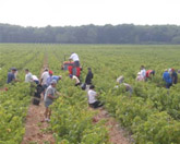 Les vendanges