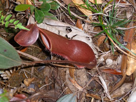 pitcher plant