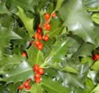 holly